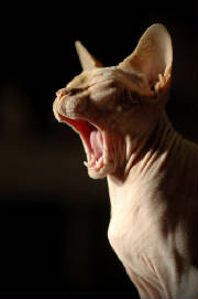Naked_cat.jpg