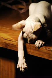 Reaching_cat.jpg