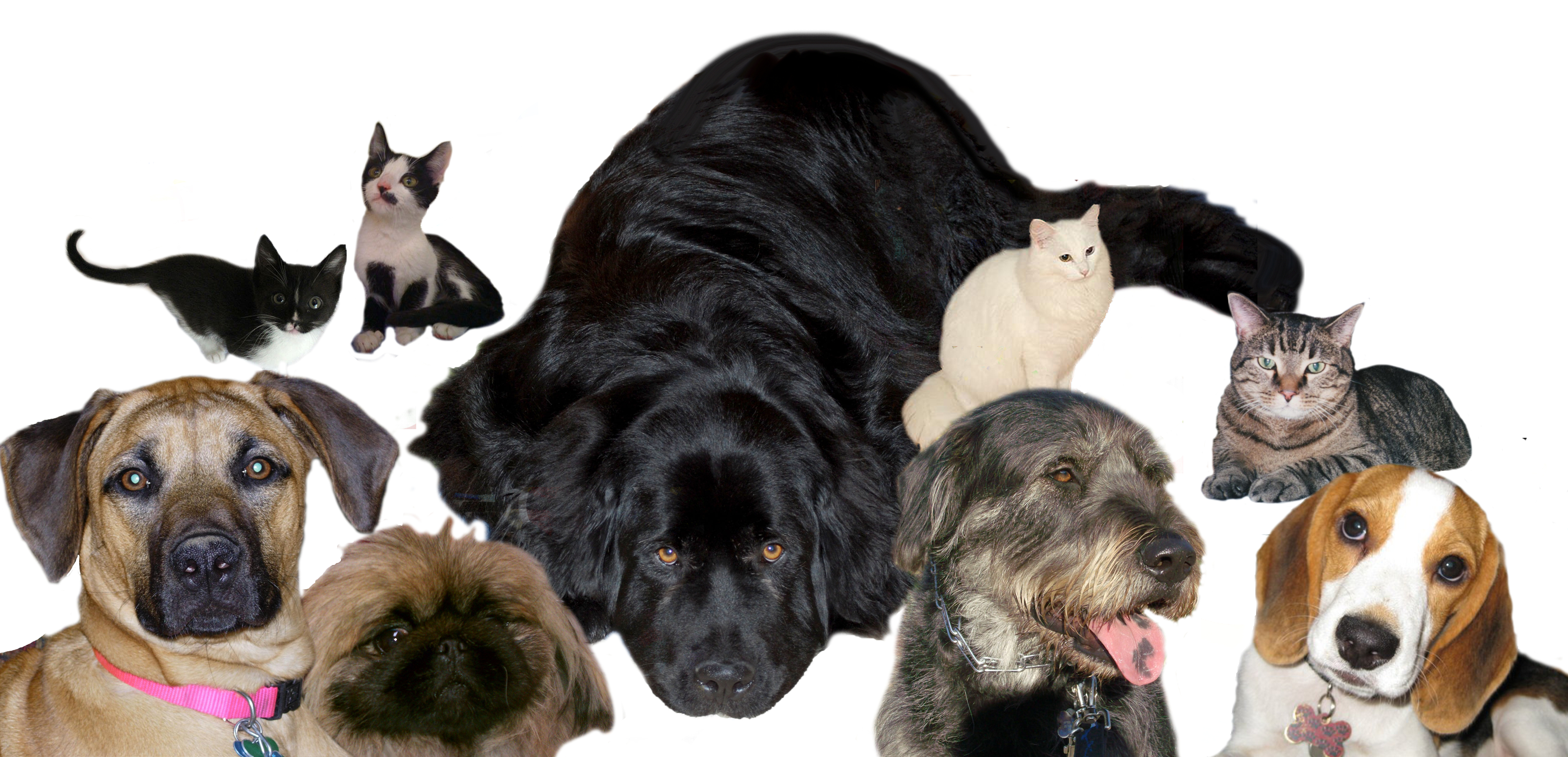 webassets/Collage.jpg
